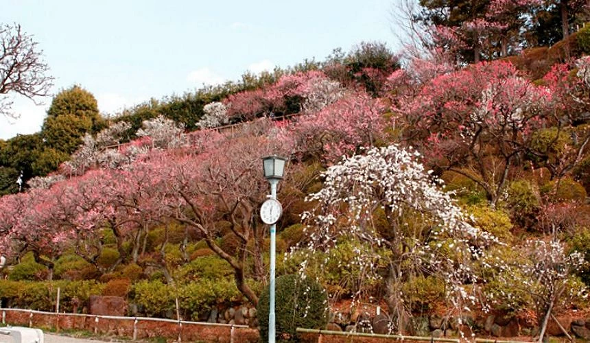池上梅園盛開的梅花
