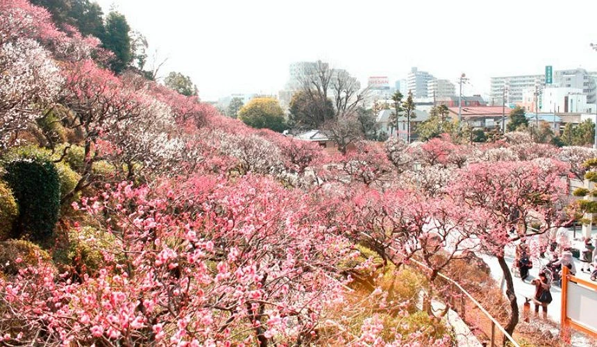 池上梅園滿開的梅花