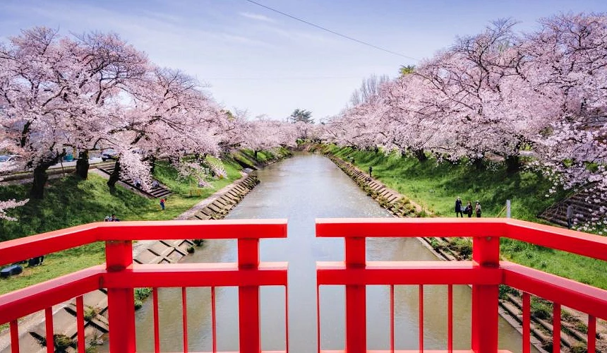 春季新境川堤櫻花景色