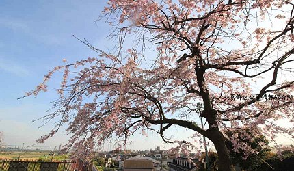 柴又公園內盛開的櫻花樹