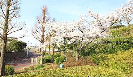柴又公園園區內草皮與櫻花