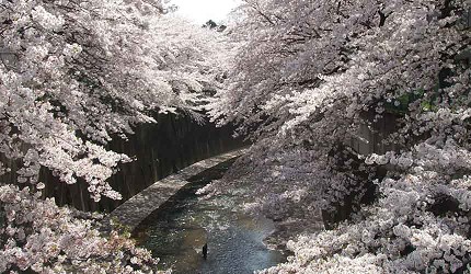 石神井川綠道及兩旁盛開的櫻花