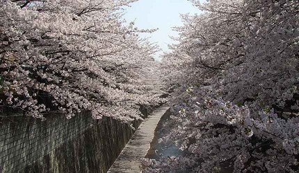 石神井川綠道及兩旁盛開的櫻花