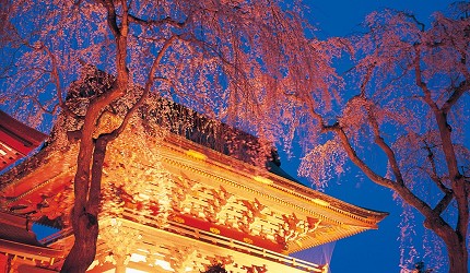鹽竈神社朱紅色寺院建築前盛開的枝垂櫻,夜晚於燈光映照下呈現溫暖色調