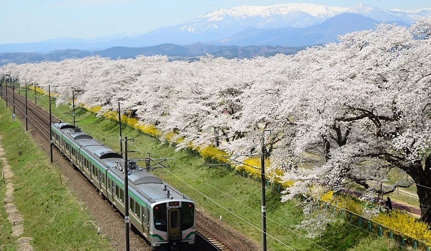 河堤邊整排盛開的櫻花與行駛中的電車