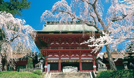 鹽竈神社朱紅色寺院建築前盛開的枝垂櫻,白天在藍天下綻放