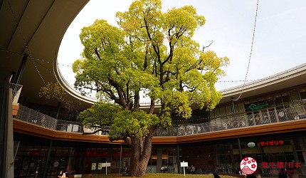 岡山Ario 倉敷內的楠樹中庭提供野餐與休憩空間，是購物途中舒壓好去處