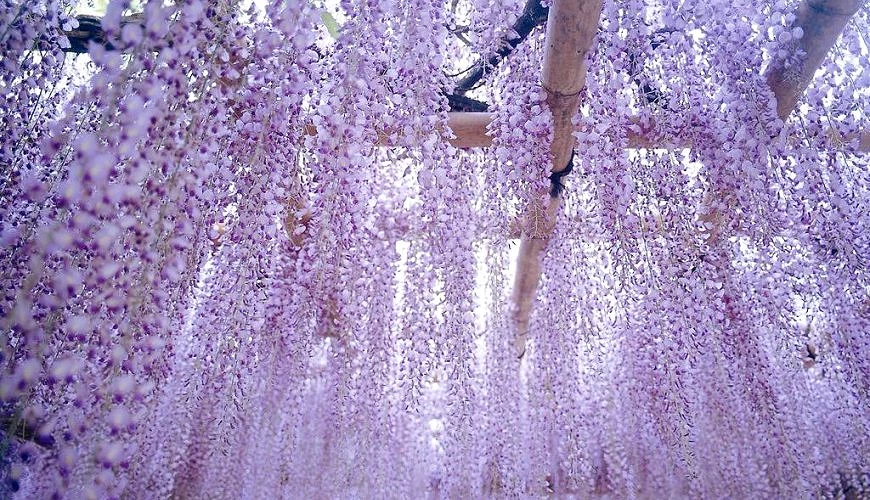 岡崎公園紫藤花盛開時,成串淡紫色花穗自藤棚垂落,形成宛如花瀑般的夢幻賞花景色