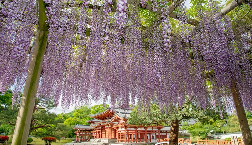 京都平等院境內紫藤花盛開,淡紫色花穗自藤棚垂落,前景為層層紫藤花簾,背景可見朱紅色的平等院建築與綠意庭園