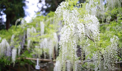 白色紫藤花穗於林間藤棚下盛開,細長花序隨風垂落,背景綠意盎然,呈現清新優雅的初夏氛圍