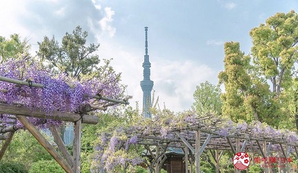 東京紫藤花棚前方盛開紫藤花,遠方可見東京晴空塔