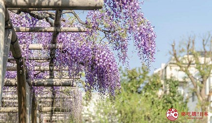 東京市區的紫藤花棚景觀,淡紫色紫藤花穗垂掛於木造棚架下