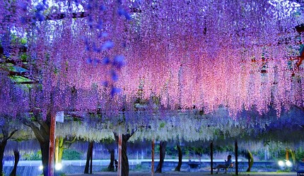 岡山縣和氣町藤公園夜間點燈下的紫藤花棚,紫、粉、白色藤花垂落如瀑,營造夢幻浪漫的夜間賞花景色