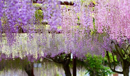 岡山縣和氣町藤公園盛開的紫藤花棚,紫色與淡粉色藤花交錯垂落,呈現層次豐富的春季花景