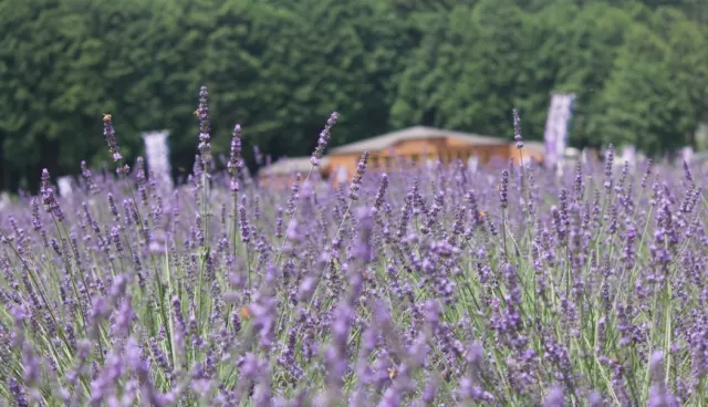 東京近郊也有薰衣草花海！埼玉縣嵐山町「薰衣草季」6月夢幻登場