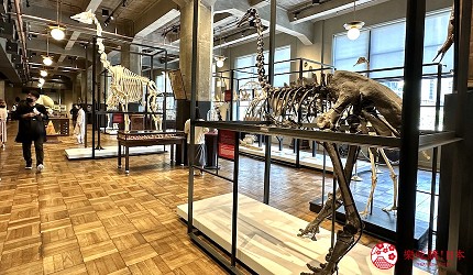 東京必去Intermediatheque(IMT)的展示巨大的動物骨骼標本