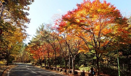 北海道札幌圓山公園秋季紅葉步道,楓樹色彩繽紛,遊客漫步其中感受悠閒氛圍