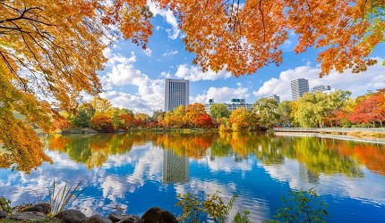 北海道札幌中島公園秋季紅葉,湖面映照楓葉與高樓景致,都市中享受自然之美