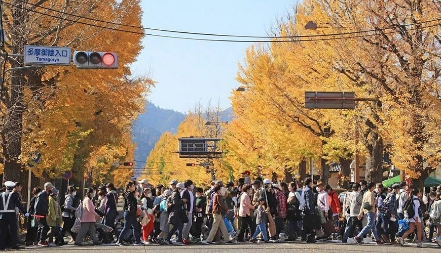 有一群人在過馬路,後面是兩側金黃色的銀杏樹