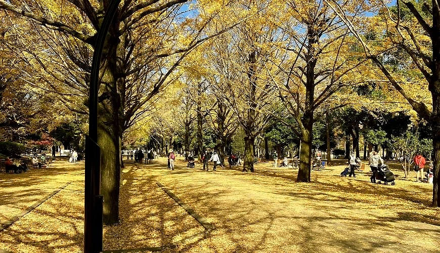 被金黃色鋪滿的人行步道,兩側有金黃色銀杏樹排列,下面有行人