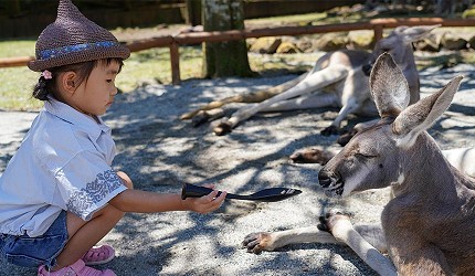 靜岡景點親子遊推薦富士野生動物園裡的水豚
