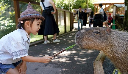 靜岡景點親子遊推薦富士野生動物園裡的驢子