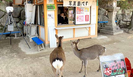 宮島上的鹿