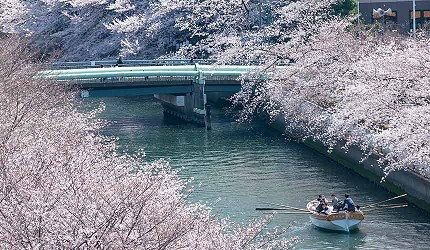 江戶深川盛開的櫻花及船