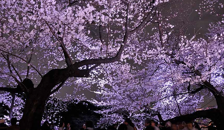 千鳥之淵點燈後的盛開夜櫻