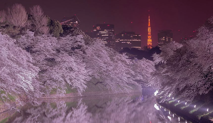 千鳥之淵夜櫻點燈,遠方可見紅色東京鐵塔