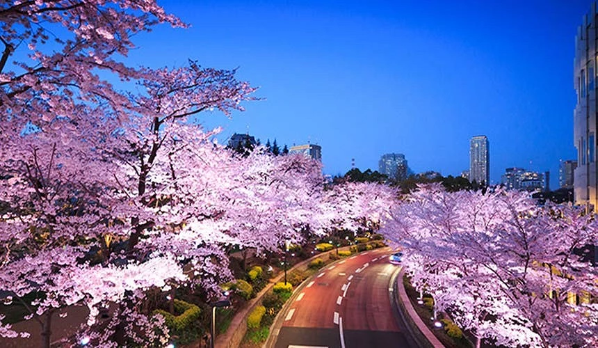 東京中城道路兩旁櫻花滿開,夜間點燈景色夢幻