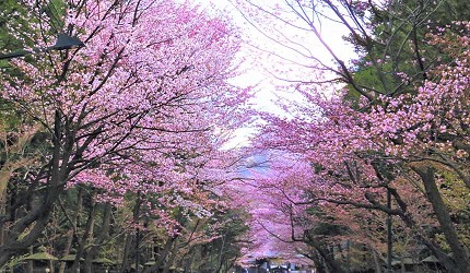 北海道神宮的櫻花並木美景