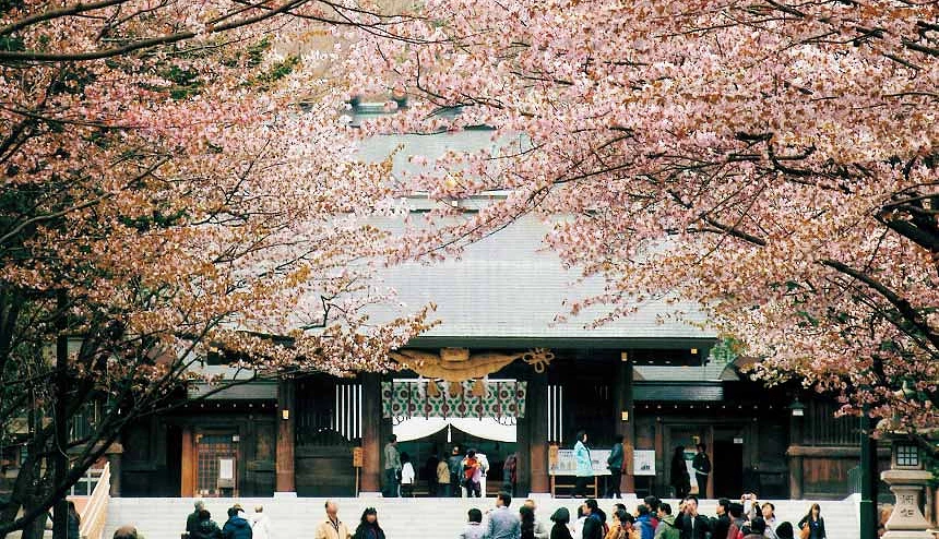 滿開的櫻花和寺廟