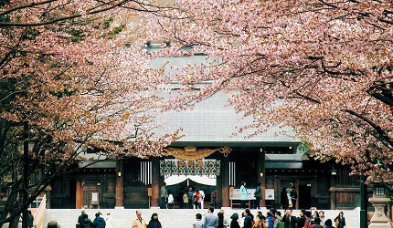 北海道神宮與櫻花同框