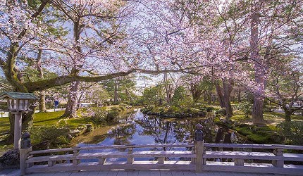 春季白天的兼六園櫻花景色，櫻花沿著園內水道盛開，水面倒映花影，展現靜謐而典雅的賞櫻景觀