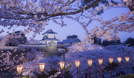 夜櫻點燈時的兼六園，城郭建築在燈籠光影與滿開櫻花環繞下，呈現北陸春夜獨有的浪漫氛圍