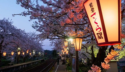 能登鹿島站夜櫻景色，櫻花沿著鐵道兩側盛開，燈籠點燈後營造出夢幻的春夜賞櫻氛圍