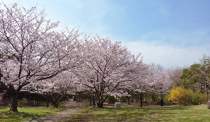 葛西臨海公園內好幾顆盛開的櫻花樹