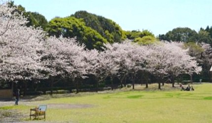 櫻花盛開的公園與草皮