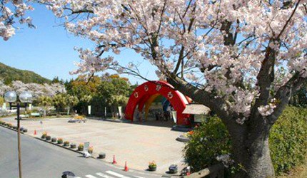公園大門口旁有盛開的櫻花