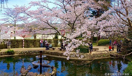 春季白天的打吹公園,櫻花環繞池畔與步道盛開,遊客沿著園內散步賞櫻