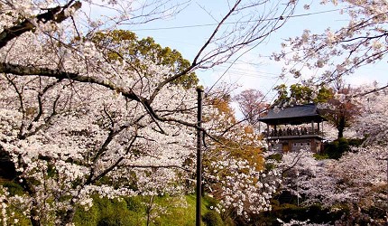 菊池公園內的櫻花盛開