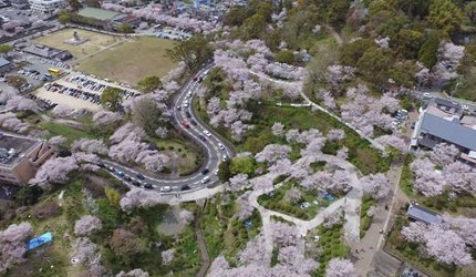 公園綠地內,大片粉色櫻花盛開的空拍照