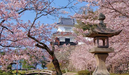 粉色櫻花包圍公園裡的城跡,一旁有石燈籠