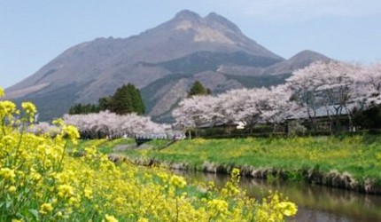 由布院大分河川沿岸一整排櫻花與油菜花