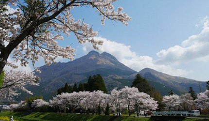 一座高山下方一整排櫻花樹盛開