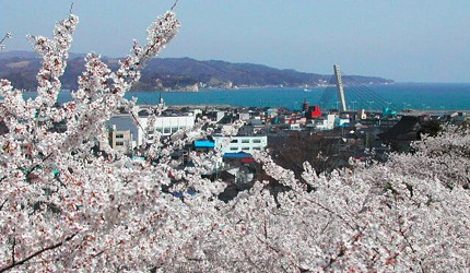 從朝日山公園眺望櫻花與市區、海景交織的景色，滿開櫻花前景搭配能登半島海岸線，視野開闊
