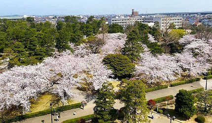 蘆城公園春季白天景色，大片櫻花林沿著園區步道綻放，從高處可俯瞰滿開櫻花與市區