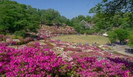 俯瞰西山公園春季花景，櫻花與杜鵑花同時綻放，園區草地開闊，展現層次豐富的季節花卉景觀