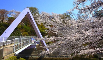春季西山公園的櫻花景色，櫻花在步道與橋樑周邊盛開，呈現結合現代設施與自然景觀的賞櫻畫面